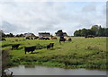 Cattle near pond east of Charlton