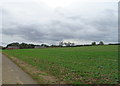 Crop field, Warkworth Hall Farm