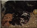 Pigs at Farmer Palmers