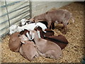 Goats at Farmer Palmers