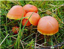 NJ1320 : Fungi by Anne Burgess