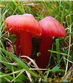 NJ1420 : Fungi by Anne Burgess