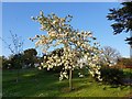 Cherry Blossom in Garden, West Lodge Park