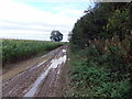 Muddy path by Church Wood