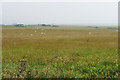 Rough grazing near Dounby