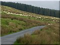 SN8523 : Flock of sheep by Alan Hughes