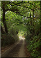 Lane near Coombe