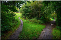 Brierley Hill : Fens Pool Local Nature Reserve - Footpath