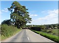 Cattle crossing at Filleigh