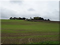 Young crop field near Wimpstone Fields Farm