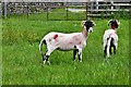 Hubberholme, Church Farm: Shorn sheep