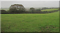 SX6347 : Field and hedge south of Kingston by Derek Harper