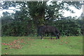 New Forest pony in Emery Down