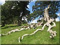 Fallen tree