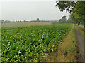 Farmland west of Micklefield