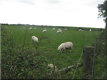  : Sheep pasture at Muirside of Kinneddar  by M J Richardson