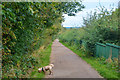 Silverdale : Footpath