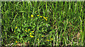 Marsh marigolds, Edginswell