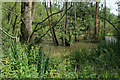 TL9591 : Wet woodland in Lammas Covert by Hugh Venables