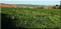 Grass field near Harleston