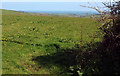 Grass field near Harleston