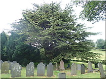 SO1087 : St Paul's Church graveyard and yew tree by Eirian Evans