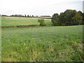 Field of linseed, Wyville