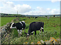SE0936 : Friesian cattle at Coplowe Hall Farm by Stephen Craven