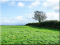 SH4374 : Field bounded by hedge by Trevor Littlewood