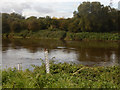 River Trent, Wilford