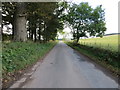 Tree and fence-lined road heading towards Balnamoon