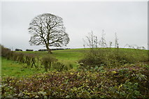 H5064 : Tree, Moylagh by Kenneth  Allen