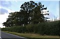 Trees by Lechlade Road near Buscot