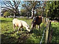 Grazing horses