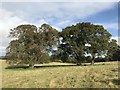 Trees in pastureland