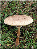 SO8297 : Parasol mushroom near Shipley in Shropshire by Roger  D Kidd