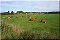 Cows at Mill Farm