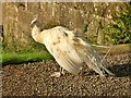 NO1126 : White peafowl at Scone Palace by Graham Hogg