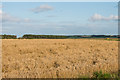 NU1336 : Grain field by Ian Capper