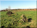 Garreg fawr / Large boulder