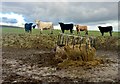 SS9588 : Cattle fodder by Alan Hughes