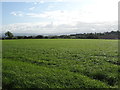 Farmland, Bledisloe