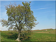 NY9038 : Tree and pastures below High Crooked Well by Mike Quinn