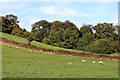 Pasture and woodland south-east of Pattingham, Staffordshire