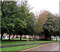 Tree-lined part of Hollybush Estate, Cardiff