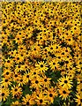 Black-Eyed Susan border in Graves Park