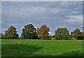 Trees turning colour in Graves Park