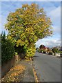 Lime tree on St Andrew