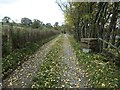 Fallen leaves on the way to Bascodyke Head