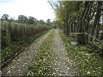 NY5245 : Fallen leaves on the way to Bascodyke Head by Christine Johnstone